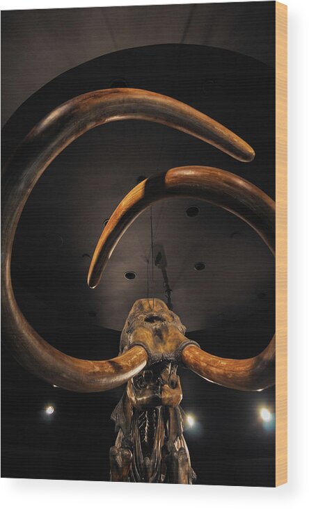 La Brea Tar Pits Wood Print featuring the photograph Columbian Mammoth La Brea Tar Pits by Kyle Hanson