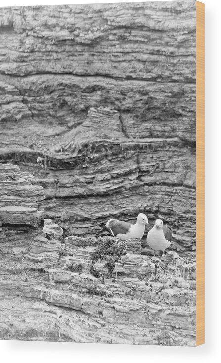 Seaguls Wood Print featuring the photograph Comfort on the Cliff by Gina Cinardo