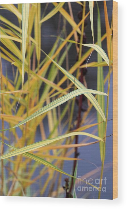 Common Reed Wood Print featuring the photograph Common Reed Grass in Autumn by Tim Gainey