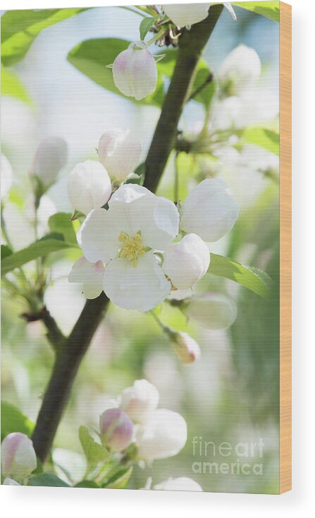 Malus X Robusta Red Siberian Wood Print featuring the photograph Crab Apple Tree Blossom by Tim Gainey