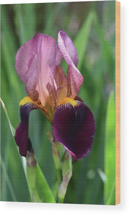 Bearded Iris Wood Print featuring the photograph Crimson and Pink Bearded Iris by Cynthia Westbrook