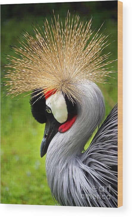 Exotic Wood Print featuring the photograph Crowned Crane by Ellen Cotton