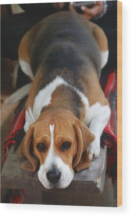 Cute Beagle Wood Print featuring the photograph Cute Beagle 5 by Masha Batkova