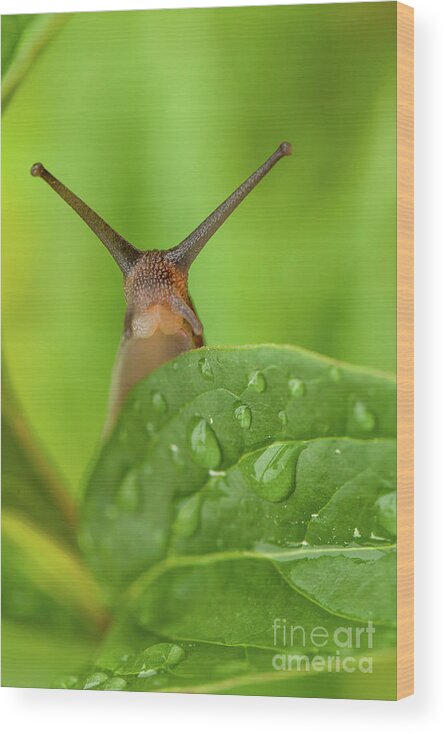 Garden Wood Print featuring the photograph Cute garden snail long tentacles on leaf by Simon Bratt