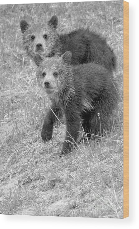 Grizzly Wood Print featuring the photograph Cute Grizzly Bear Cub Portrait Black And White by Adam Jewell
