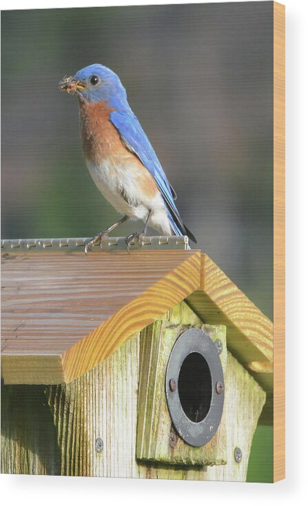 Bluebird Wood Print featuring the photograph Dad Brings Breakfast by Jerry Griffin