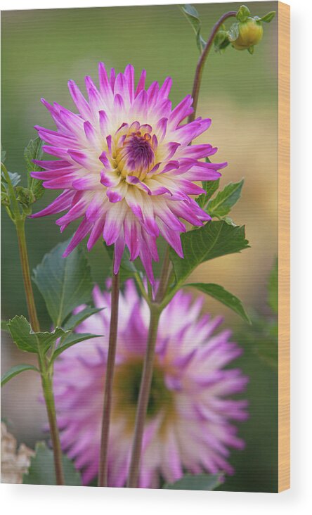 Jenny Rainbow Fine Art Photography Wood Print featuring the photograph Dahlia Hayley Jane by Jenny Rainbow