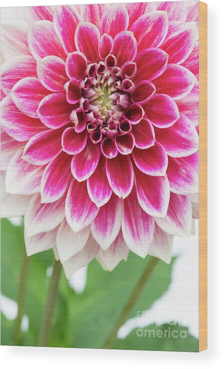 Dahlia Temple Of Beauty Wood Print featuring the photograph Dahlia Temple of Beauty Flower Abstract by Tim Gainey