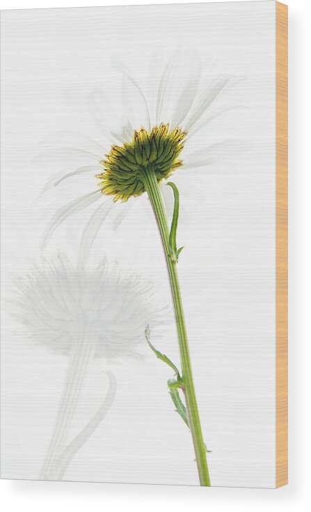 Daisy Wood Print featuring the photograph Daisy 2 by Kathy Paynter