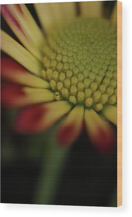 Macro Wood Print featuring the photograph Daisy 6016 by Julie Powell