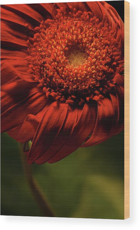 Flower Wood Print featuring the photograph Daisy 9783 by Julie Powell