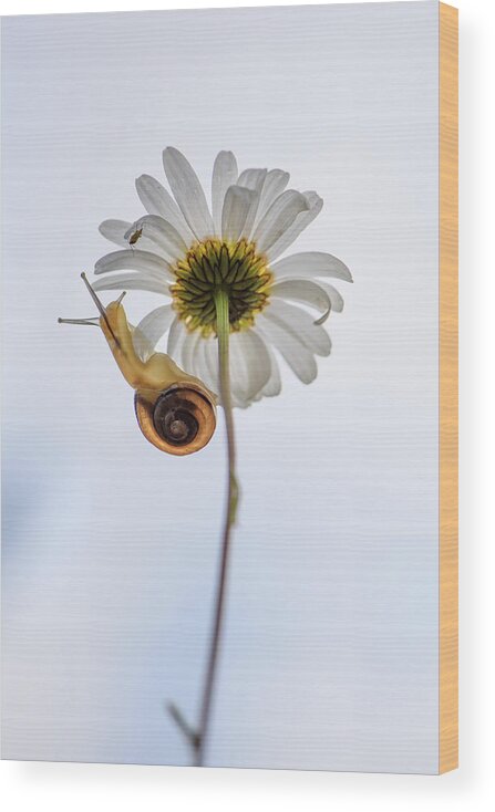 Snail Wood Print featuring the photograph Daisy with friends by Naomi Maya