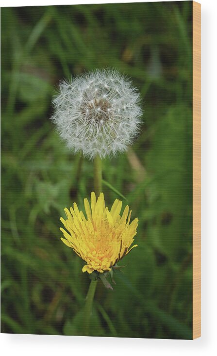 Dandelion Wood Print featuring the photograph Dandelion Flower Blooming And Overblown by Artur Bogacki