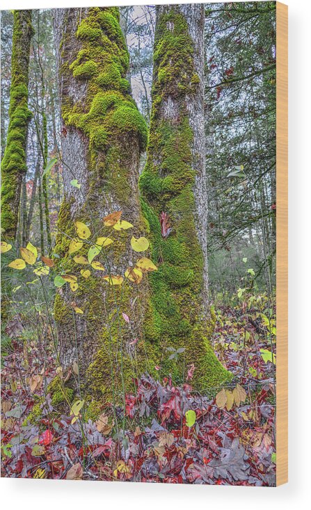 Forest Wood Print featuring the photograph Deep Forest Autumn by Randall Dill