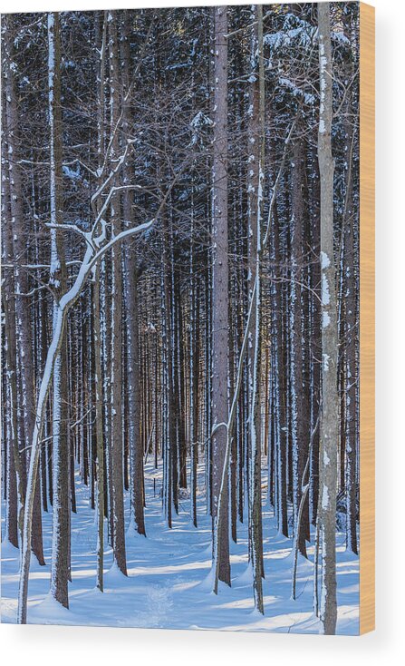 Pine Wood Print featuring the photograph Deep into the Forest by Kim Sowa