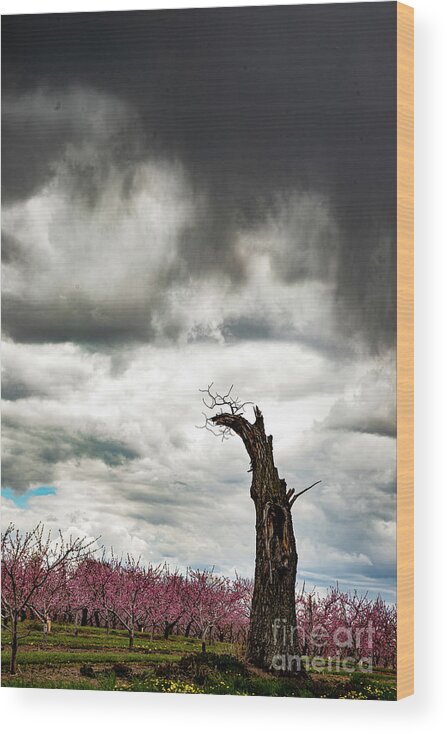 Clouds Wood Print featuring the photograph Descending by Marilyn Cornwell
