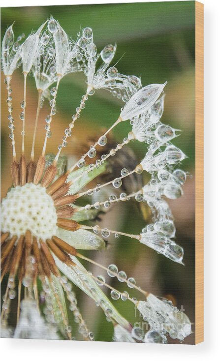 Closeup Wood Print featuring the photograph Dewy Diamond Dandelion 1 of 12 by Cheryl McClure