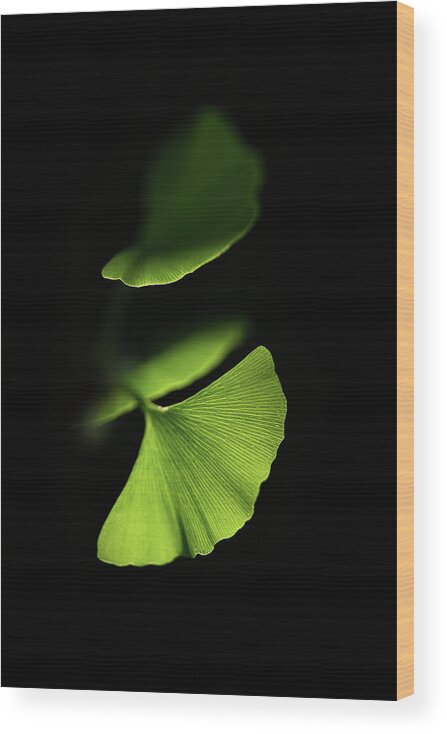 Leaves Wood Print featuring the photograph Discretion by Philippe Sainte-Laudy