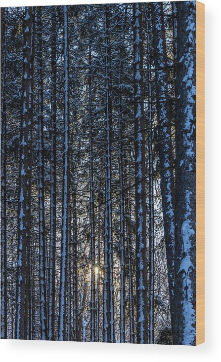 Pine Wood Print featuring the photograph Divine Timing by Kim Sowa