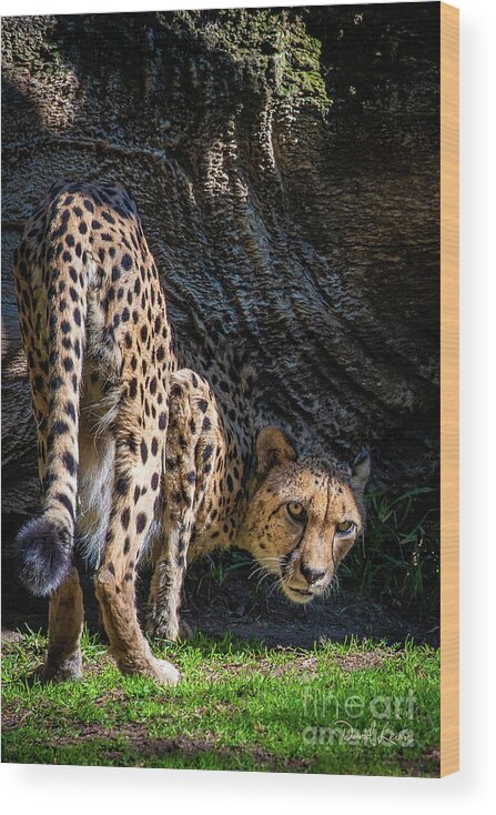 Animals Wood Print featuring the photograph Down-low Cheetah by David Levin