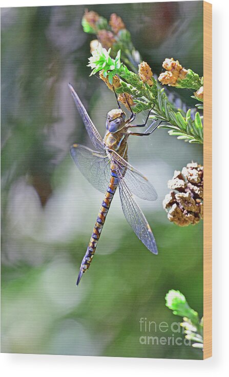 Dragonfly Wood Print featuring the photograph Dragonfly by Amazing Action Photo Video