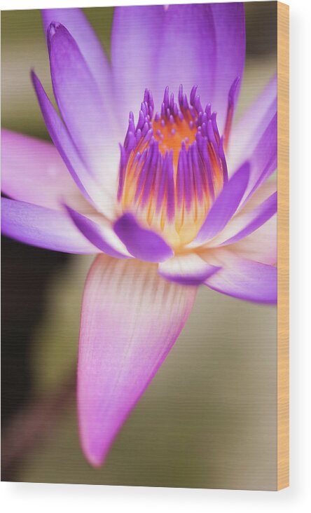 Floral Wood Print featuring the photograph Effervescence by Usha Peddamatham