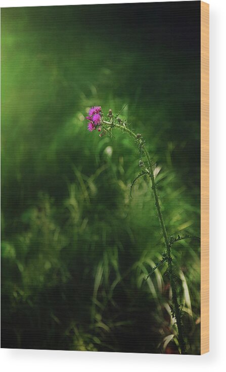 Thistle Wildflower Picture Wood Print featuring the photograph Enchanted Forest Picture by Gwen Gibson