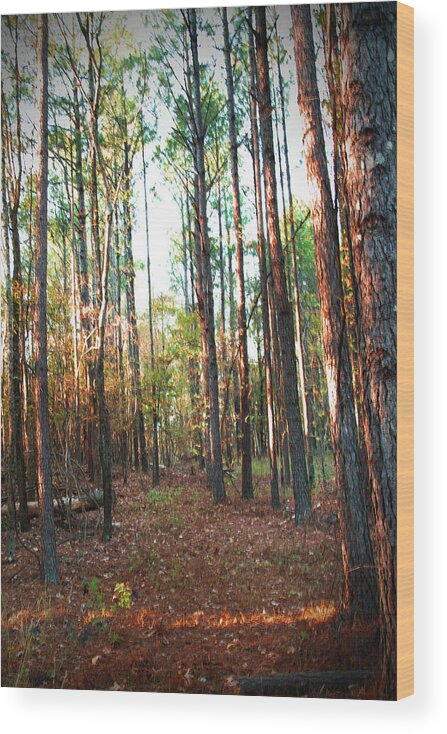 Woods Wood Print featuring the photograph Enter The Woods by Barry Jones