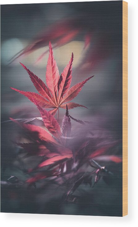Leaves Wood Print featuring the photograph Eternity by Philippe Sainte-Laudy