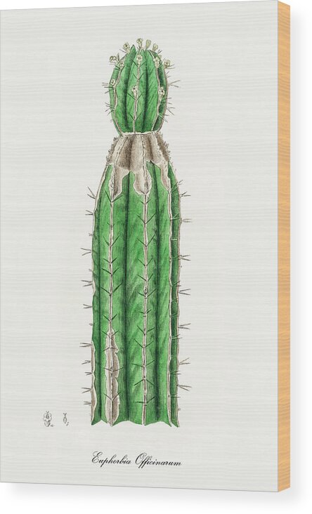Euphorbia Officinarum Wood Print featuring the digital art Euphorbia Officinarum - Spurge - Medical Botany - Vintage Botanical Illustration by Studio Grafiikka