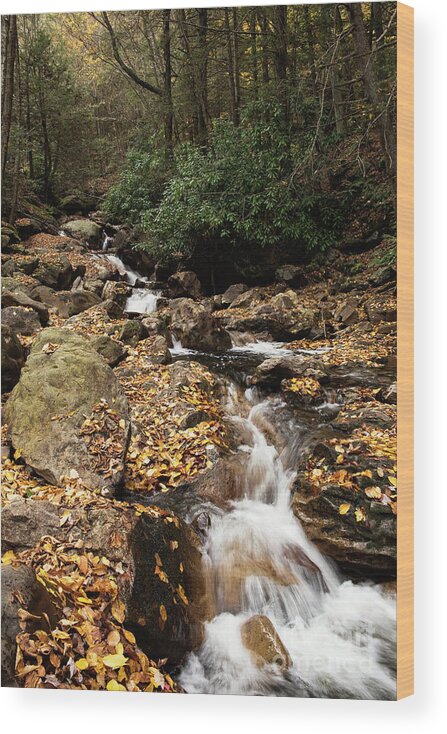 Water Wood Print featuring the photograph Fall Stream by Nicki McManus
