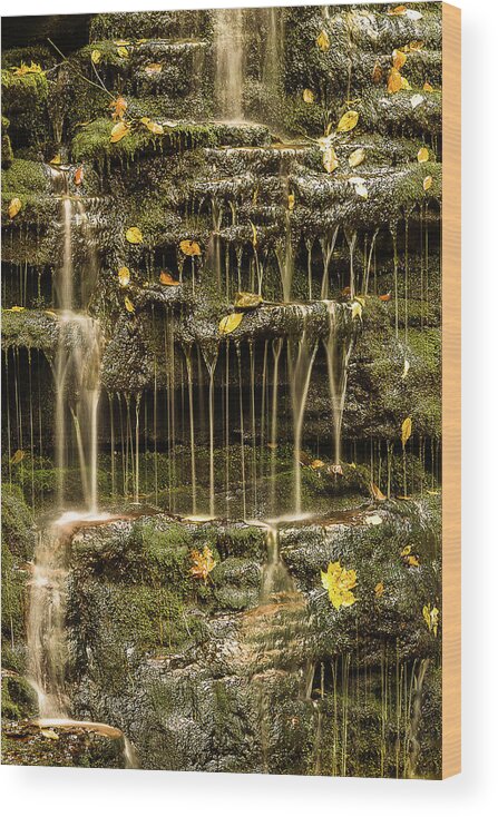 Ricketts Glen Wood Print featuring the photograph Falling leaves by Robert Miller