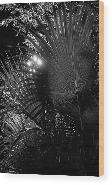 Backlighting Wood Print featuring the photograph Fan Palm Night by Liza Eckardt