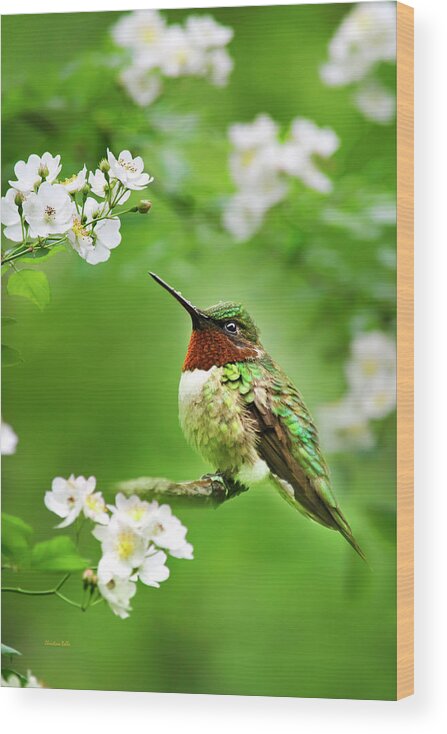 Hummingbird Wood Print featuring the photograph Fauna and Flora - Hummingbird with Flowers by Christina Rollo