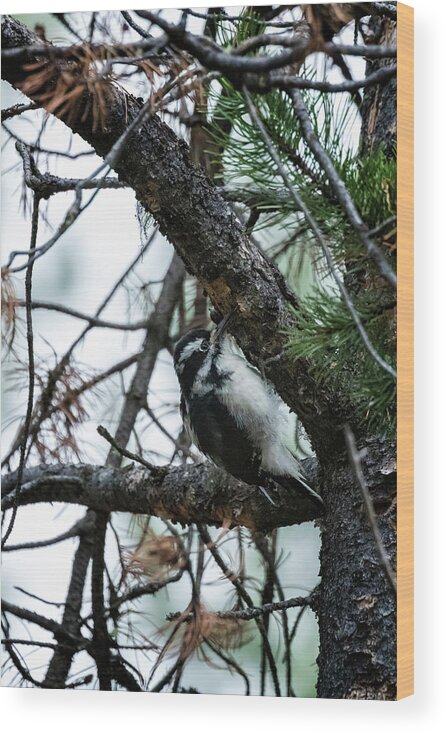 Hairy Woodpecker Wood Print featuring the photograph Female Hairy Woodpecker at String Lake by Belinda Greb