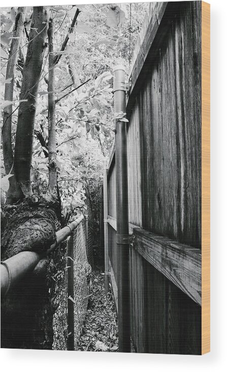 Fences Wood Print featuring the photograph Fence Eating Tree by W Craig Photography