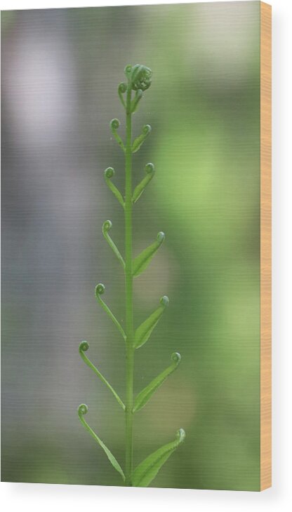Springtime Wood Print featuring the photograph Fern Unfurling by David T Wilkinson