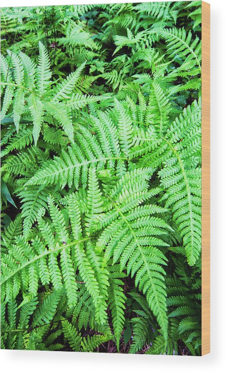 Ferns Wood Print featuring the photograph Ferns in the Forest by Bob Decker