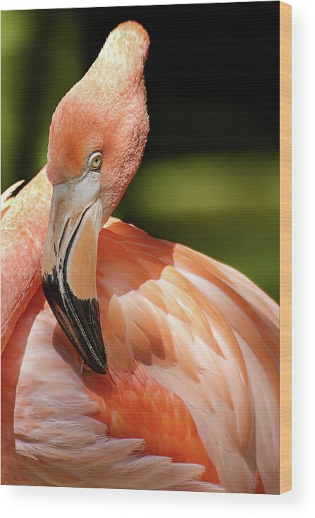 Pink Flamingo Wood Print featuring the photograph Flamingo Siesta by Jill Love