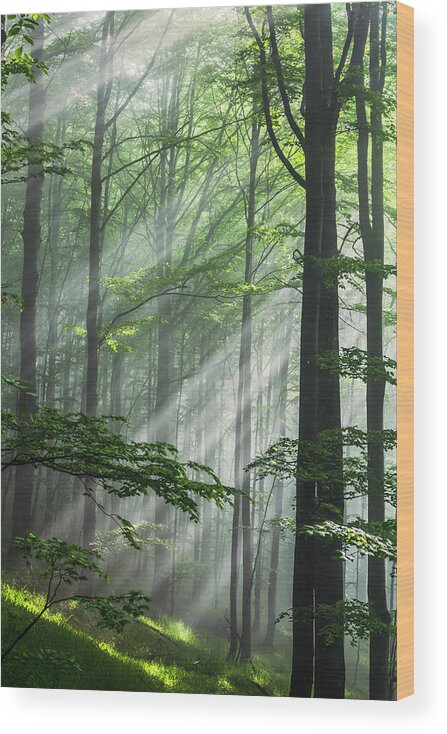 Fog Wood Print featuring the photograph Fleeting Beams by Evgeni Dinev