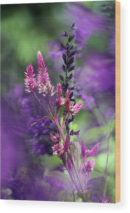 Flower Wood Print featuring the photograph Flower 22A by Sally Fuller