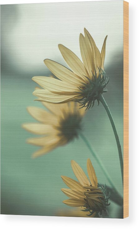 Nature Wood Print featuring the photograph Flower Dreams by Go and Flow Photos