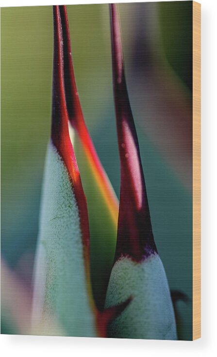 Copyright Elixir Images Wood Print featuring the photograph Flower Macro by Santa Fe
