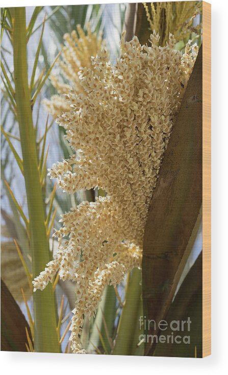 Date Palm Wood Print featuring the photograph Flowering date palm and sunlight by Adriana Mueller