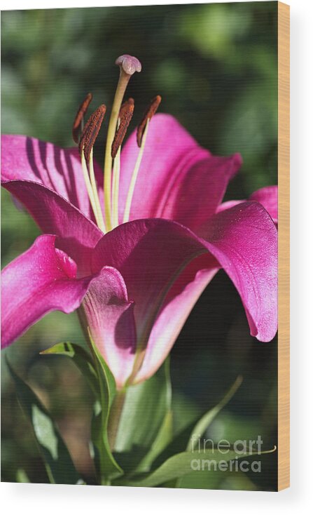 Lily Wood Print featuring the photograph Flowering Pink Lily by Joy Watson