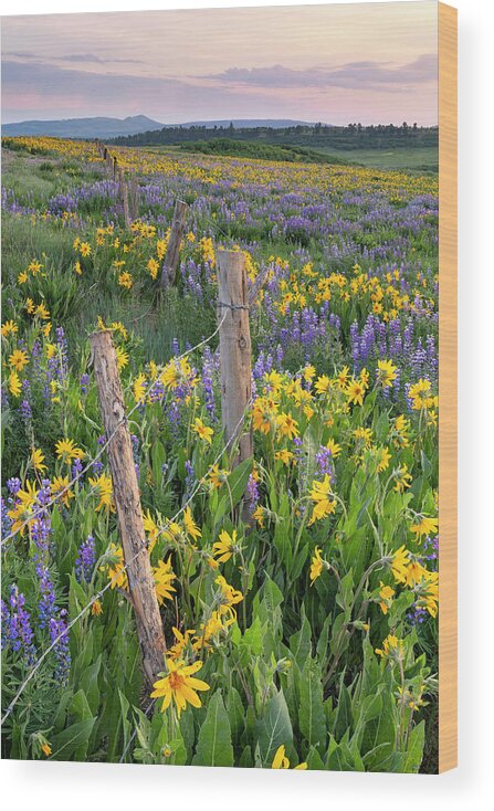 Lupine Wood Print featuring the photograph Flowers Along Fence Line by Denise Bush