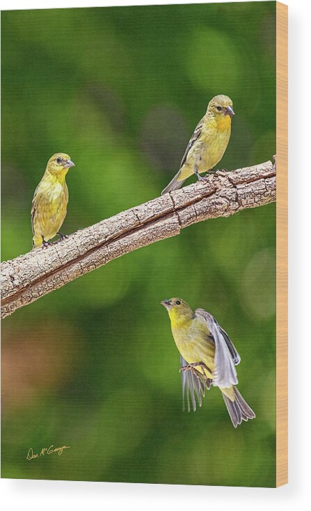 Finches Wood Print featuring the photograph Flying Finch by Dan McGeorge