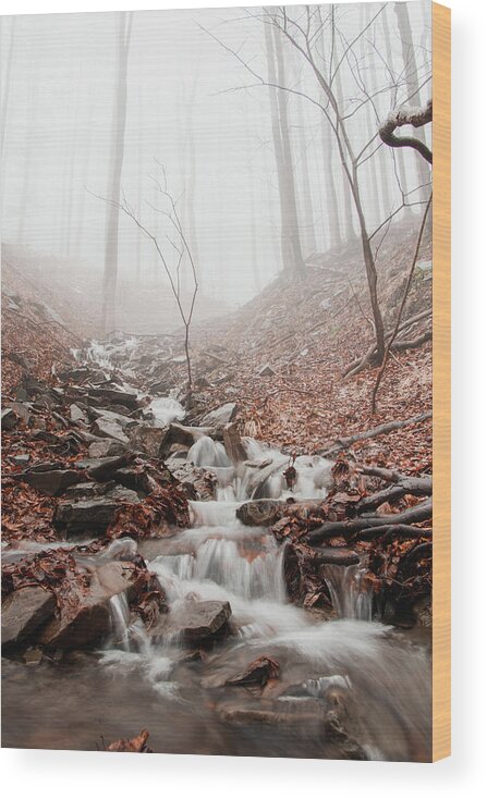 Foggy Wood Print featuring the photograph Foggy morning in a deciduous forest by Vaclav Sonnek