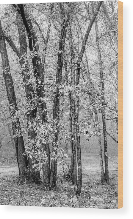 Carolina Wood Print featuring the photograph Foggy Mountain Morning Black and White by Debra and Dave Vanderlaan