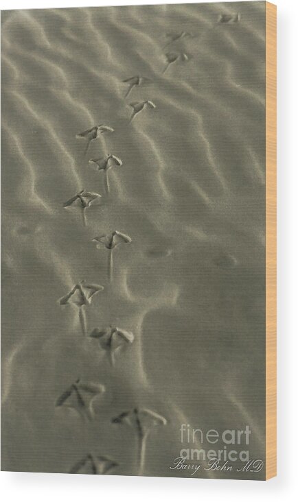 Bird Wood Print featuring the photograph Footprints by Barry Bohn